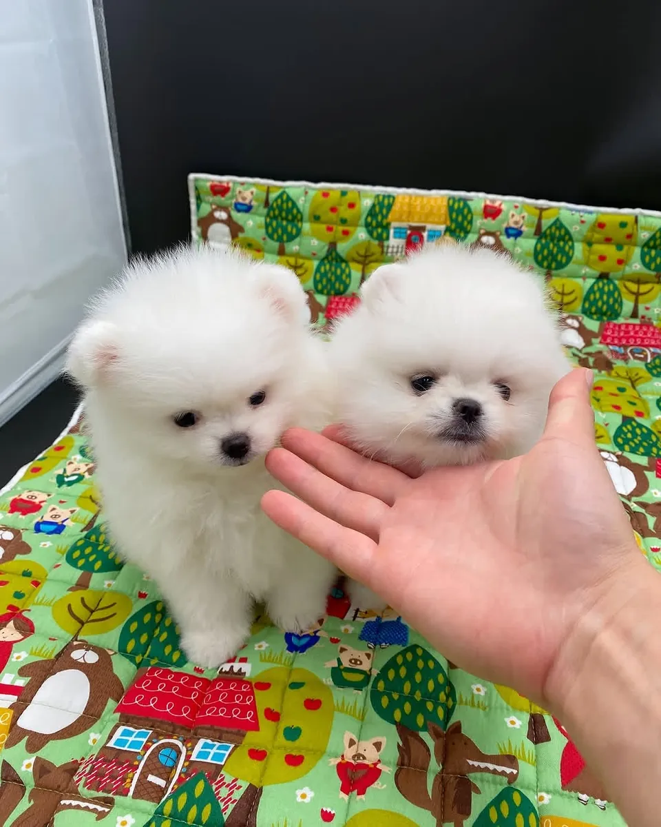 Chiots Poméraniens disponibles