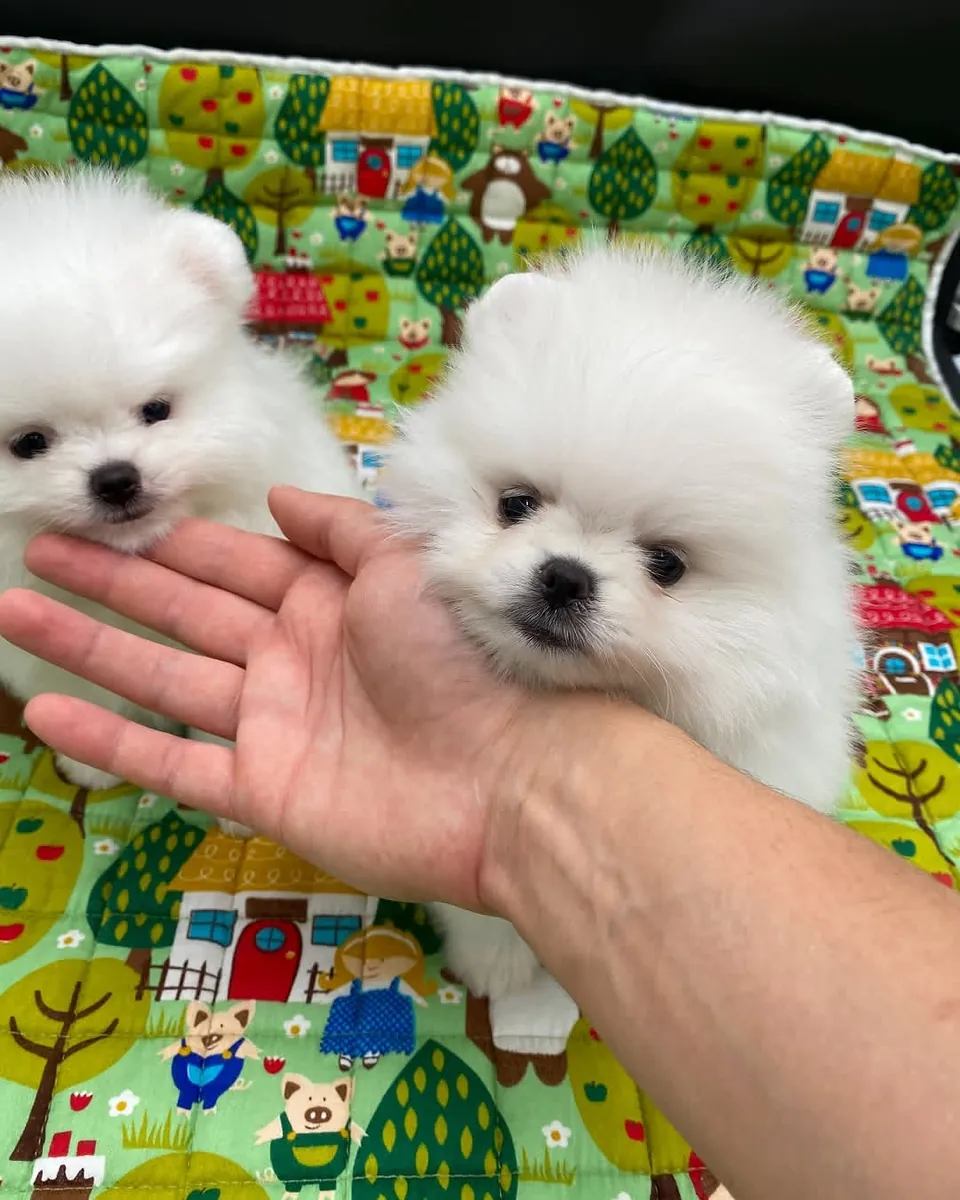Chiots Poméraniens disponibles