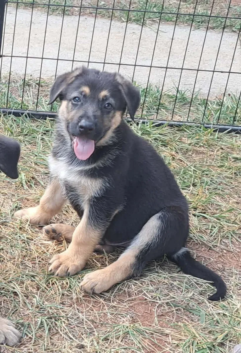 Cachorros de pastor alemán adorables disponibles