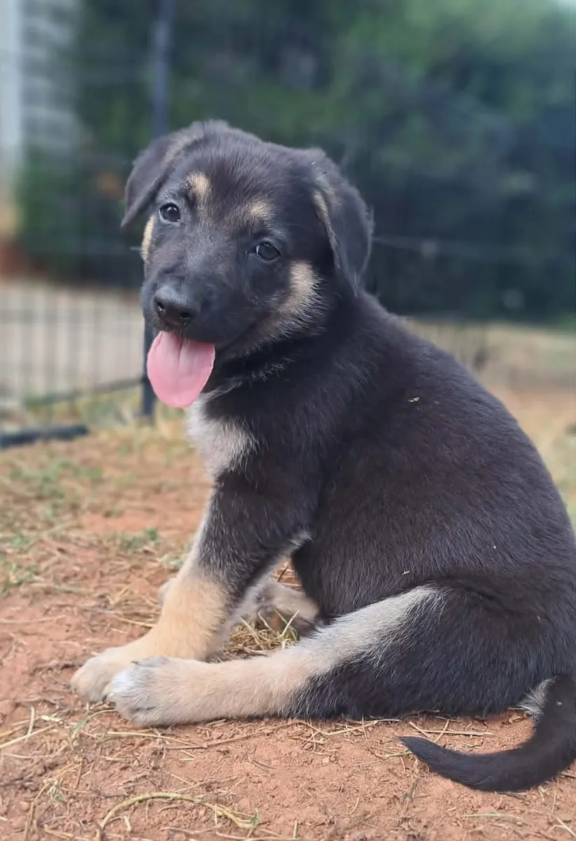Cachorros de pastor alemán adorables disponibles