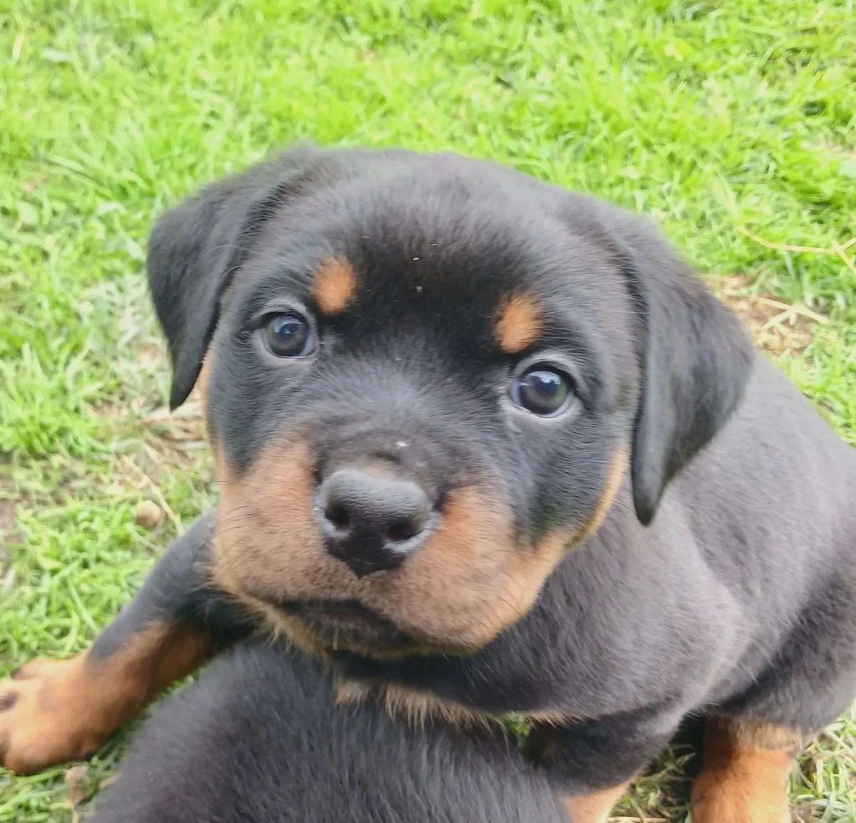 Cute Rottweiler  puppies available 