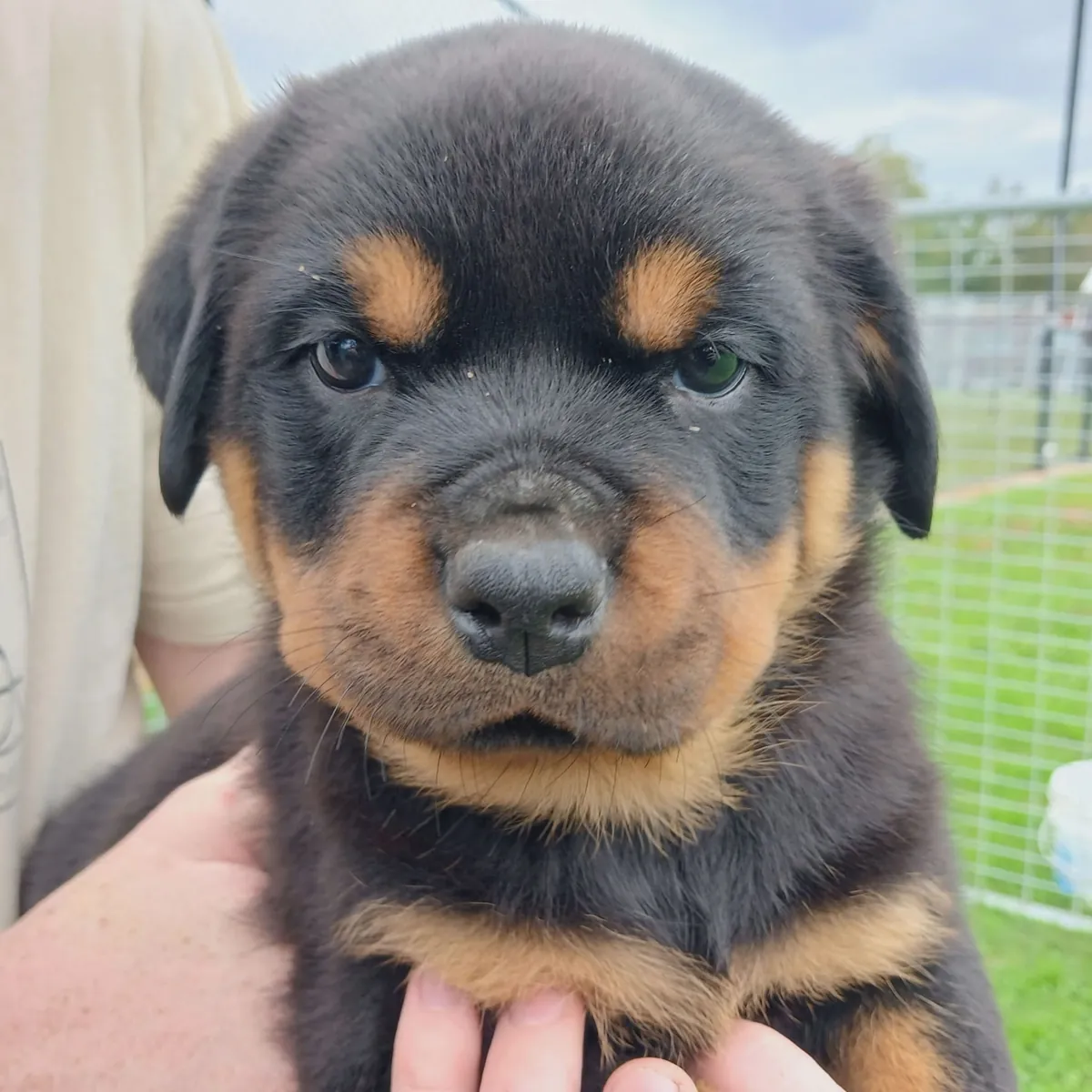 Cute Rottweiler  puppies available 