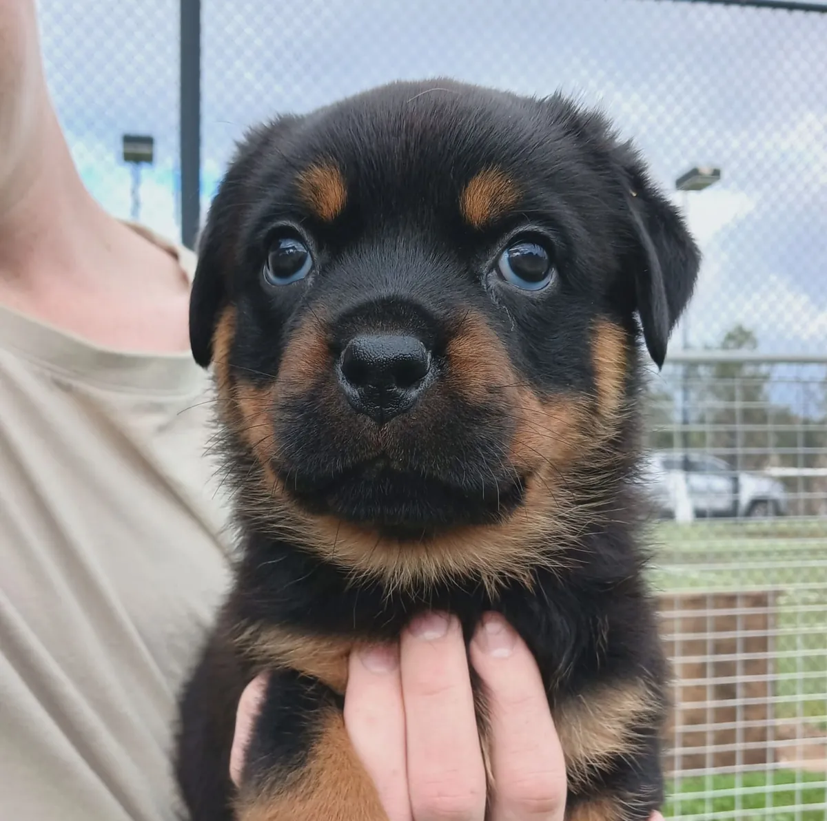 Cute Rottweiler  puppies available 