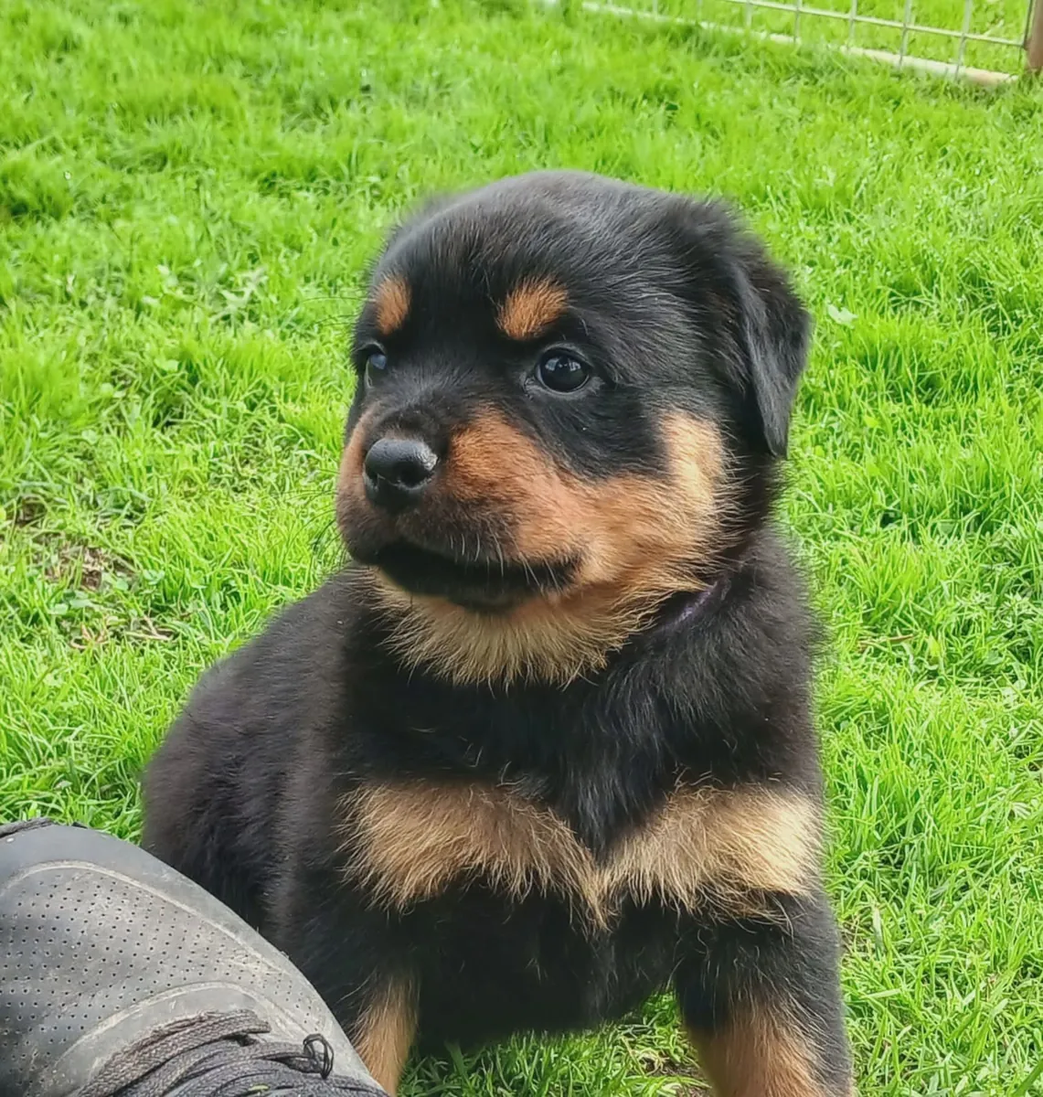 Cute Rottweiler  puppies available 