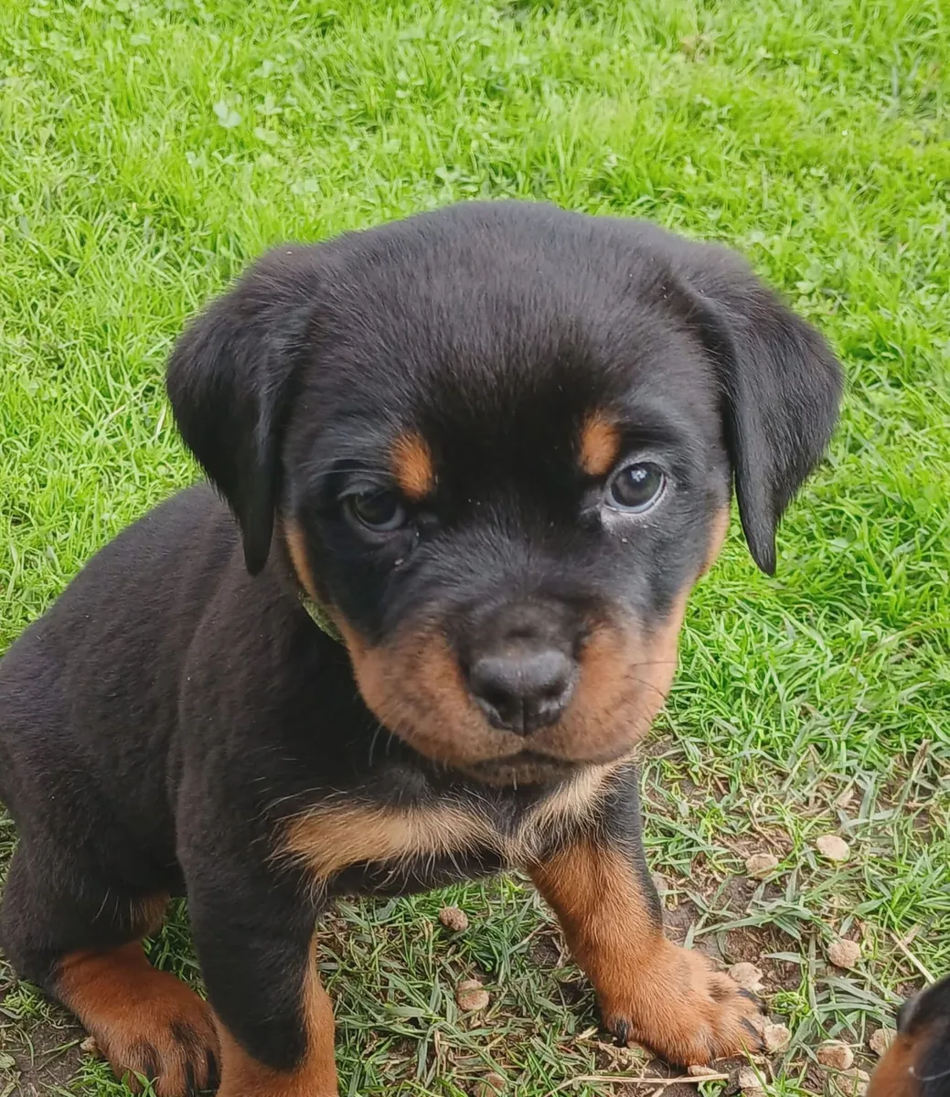 Cute Rottweiler  puppies available 