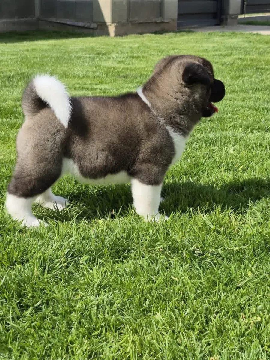 Cute Akita  puppies available 