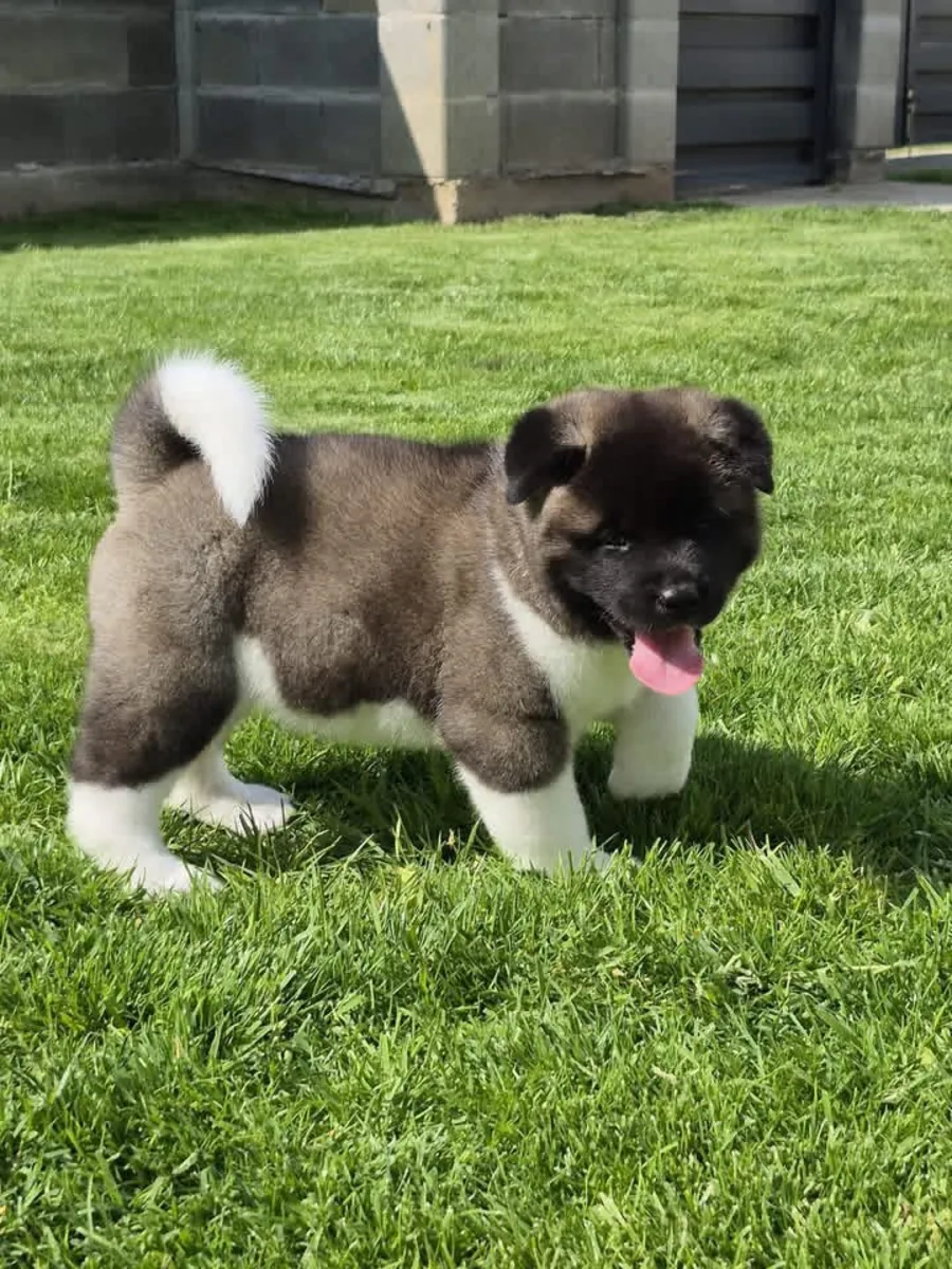 Cute Akita  puppies available 
