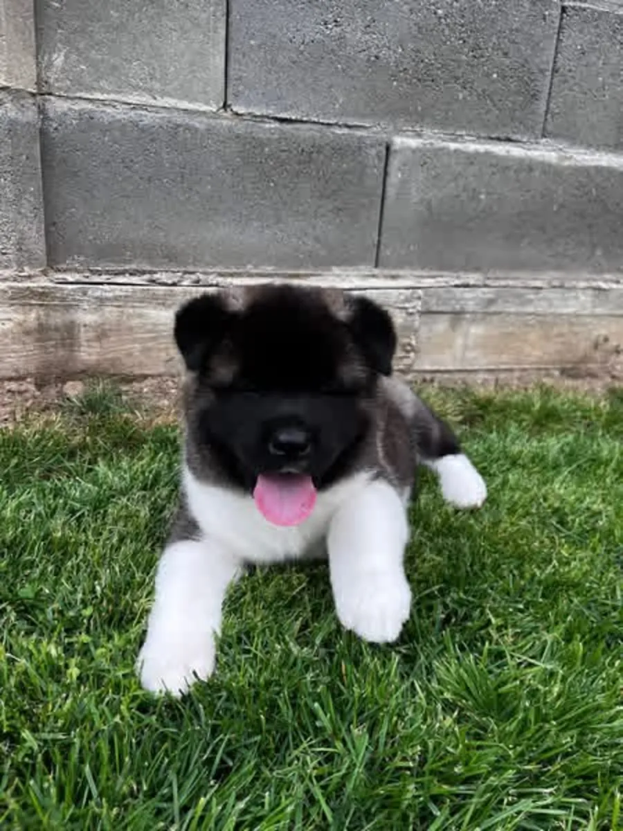 Cute Akita  puppies available 
