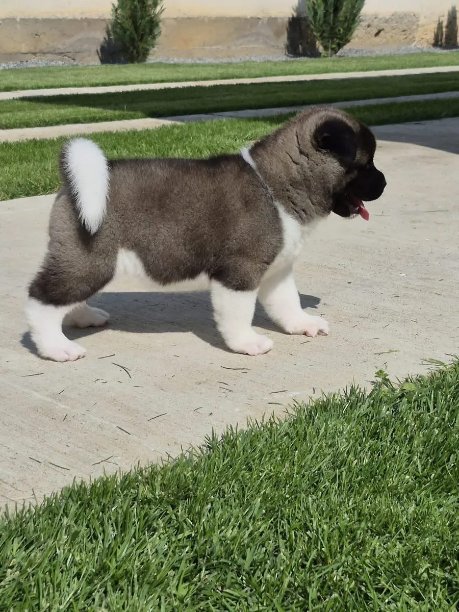 Cute Akita  puppies available 