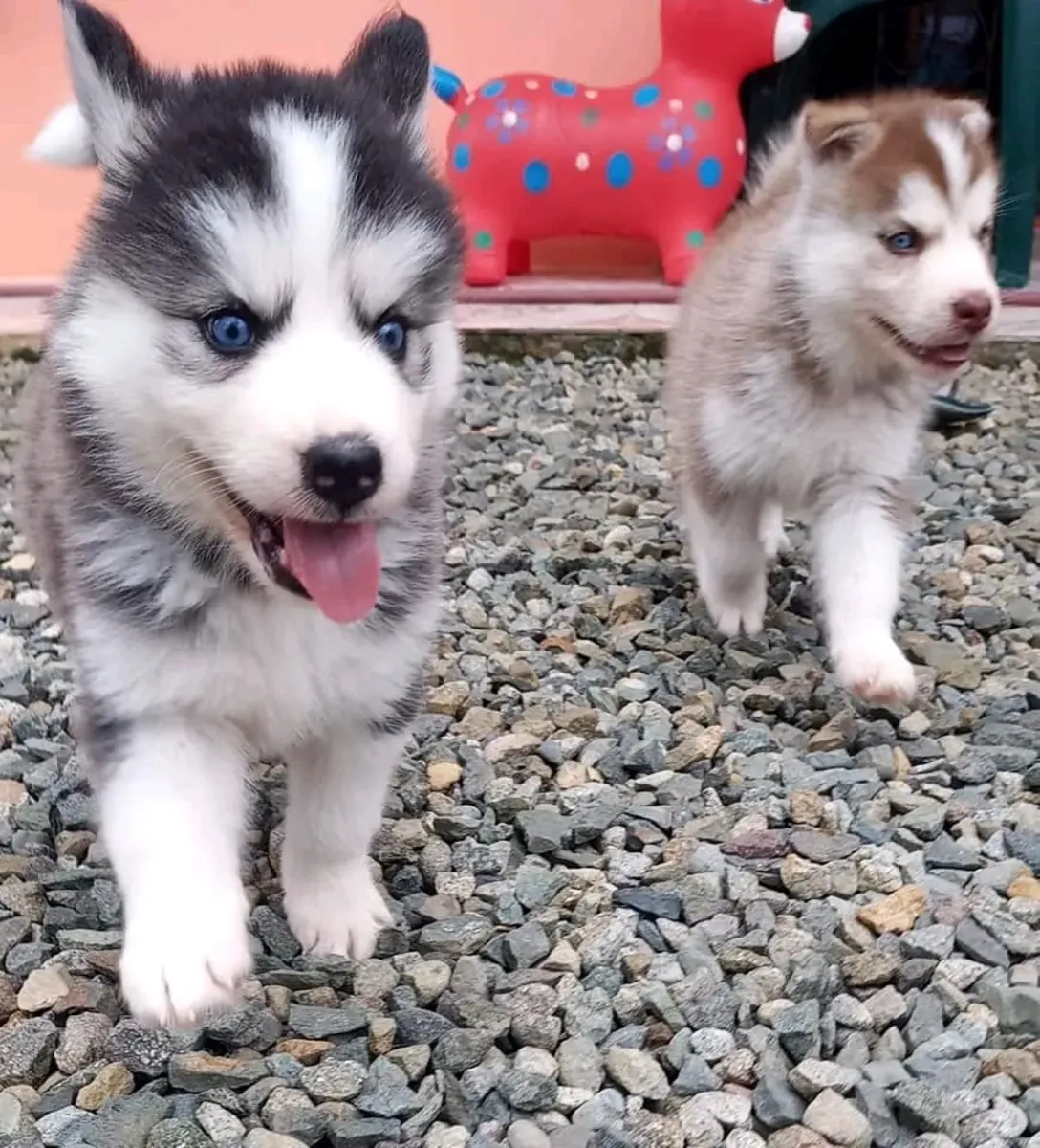 Cute Siberian Husky puppies available