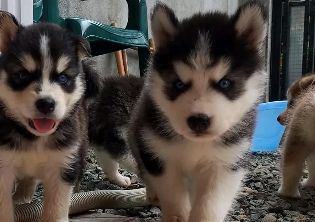 Cute Siberian Husky puppies available