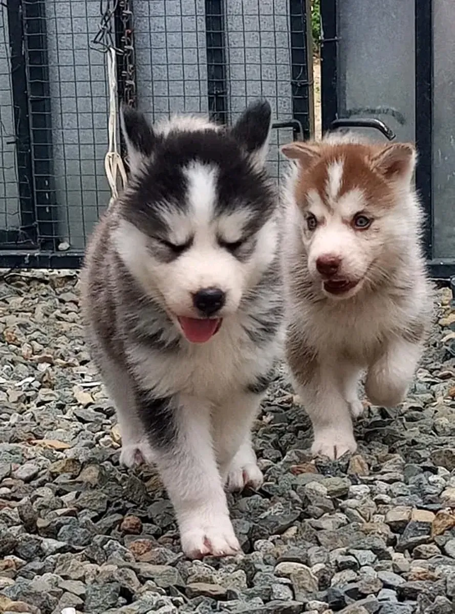 Cute Siberian Husky puppies available