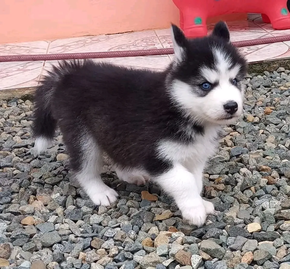Cute Siberian Husky puppies available