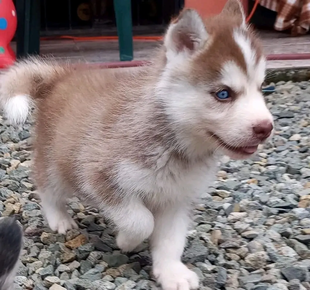 Cute Siberian Husky puppies available
