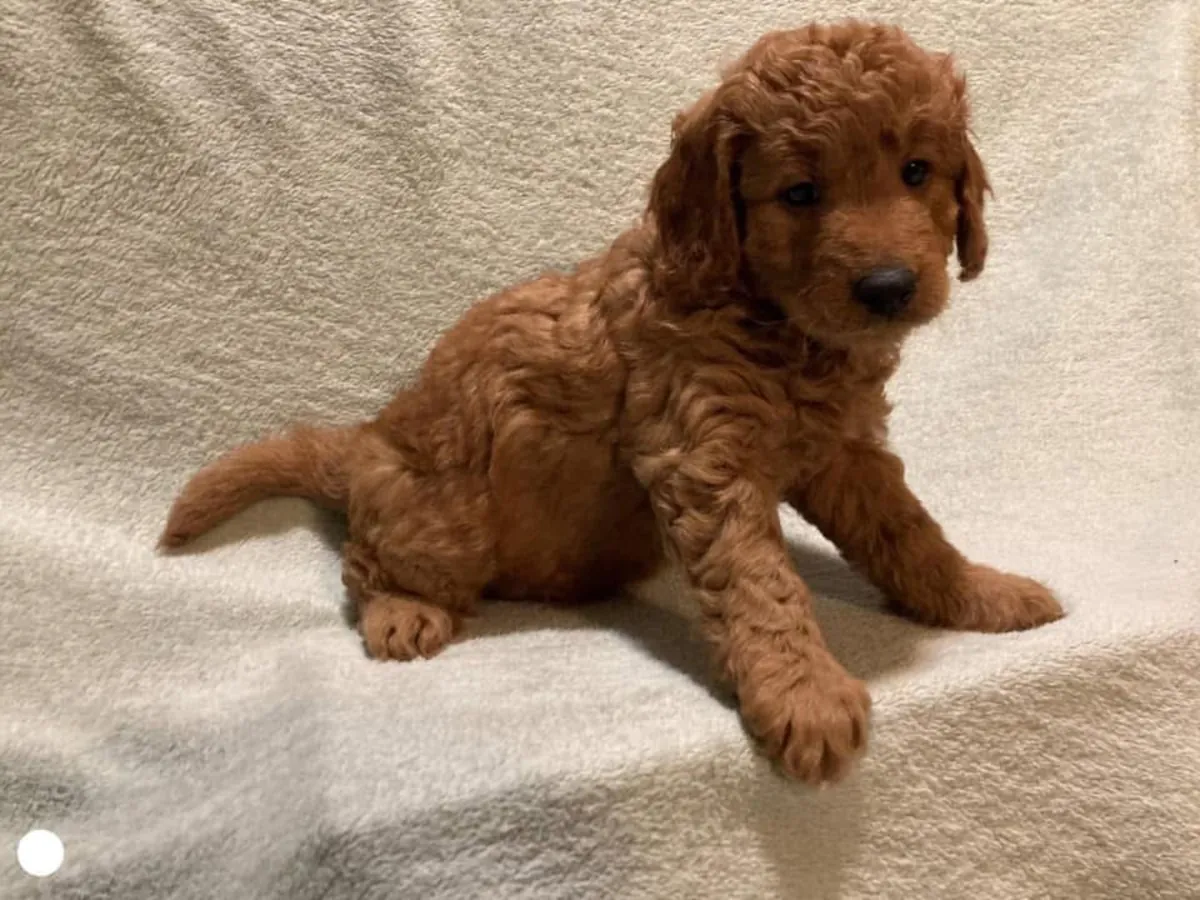 Cute Poodles puppies available 