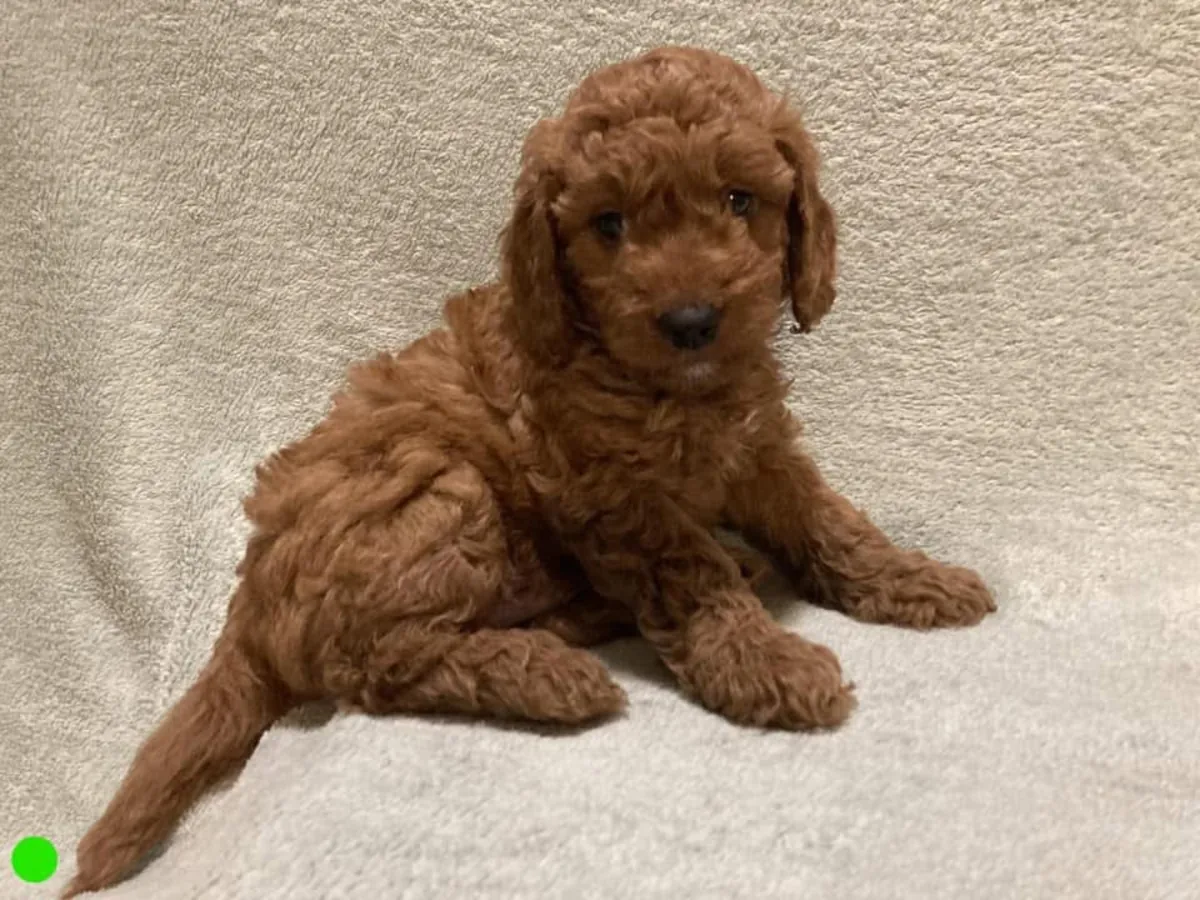 Cute Poodles puppies available 