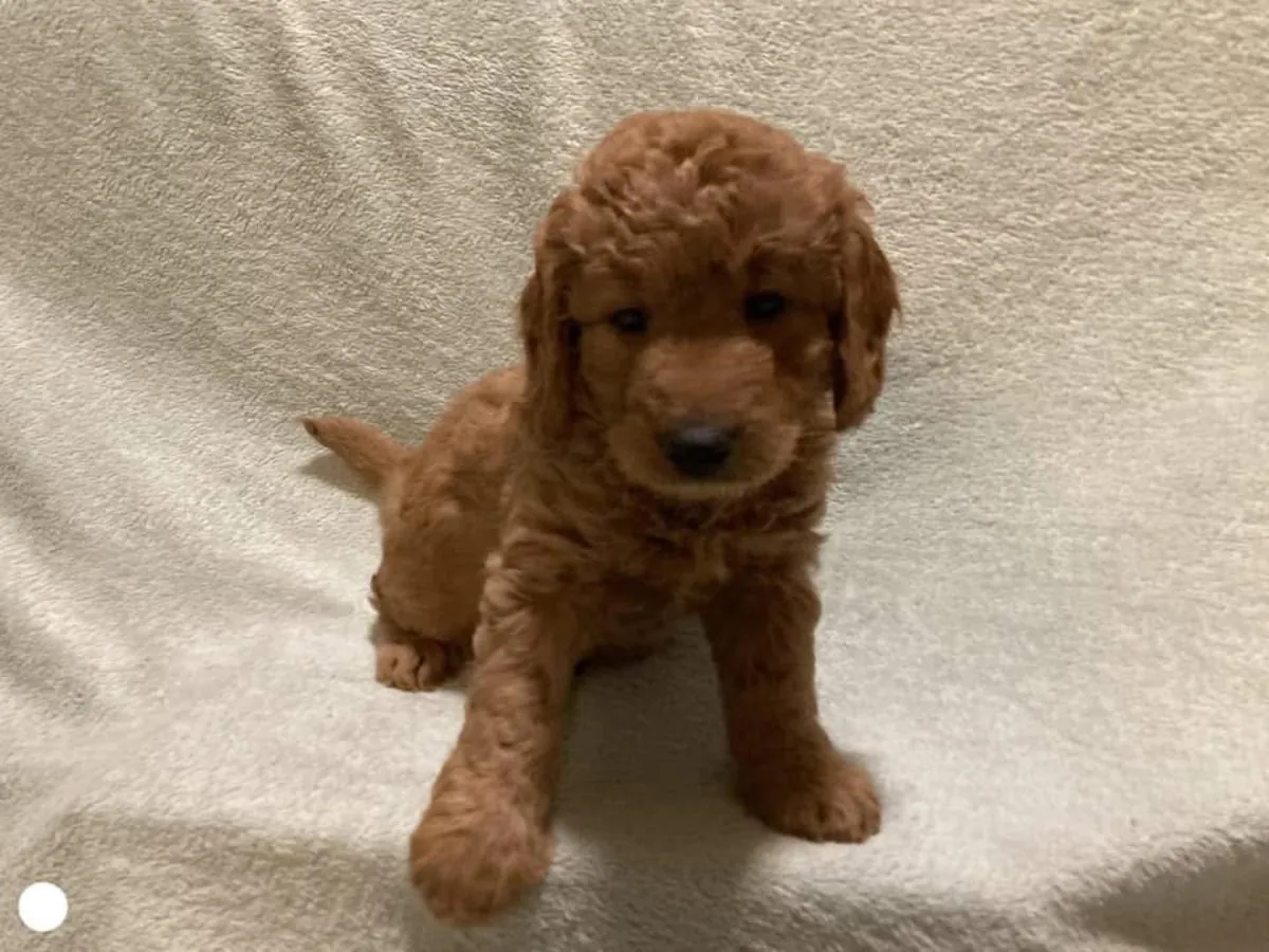 Cute Poodles puppies available 
