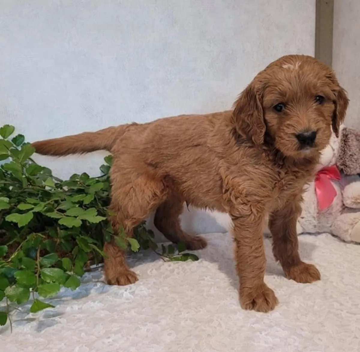 Cute Poodles puppies available 
