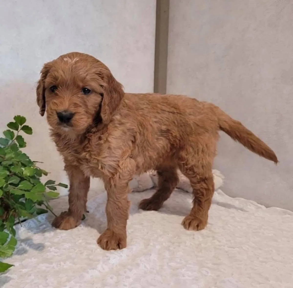 Cute Poodles puppies available 