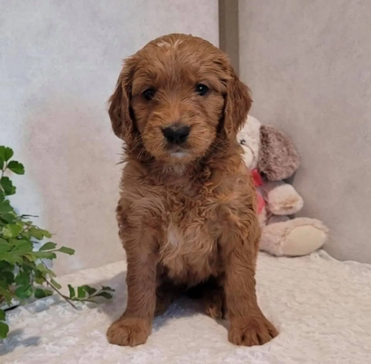 Cute Poodles puppies available 