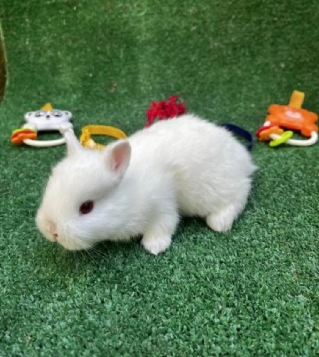 Dutch dwarf puppy