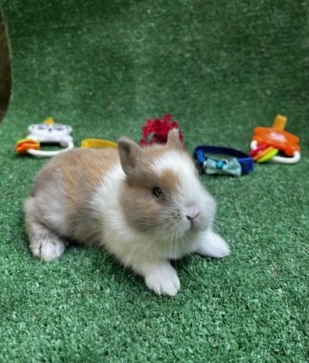 Dutch dwarf puppy