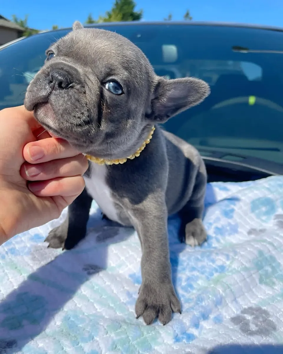 Cute French bulldog puppies available 
