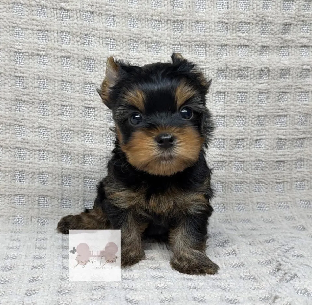 Cute Yorkshire puppies available 