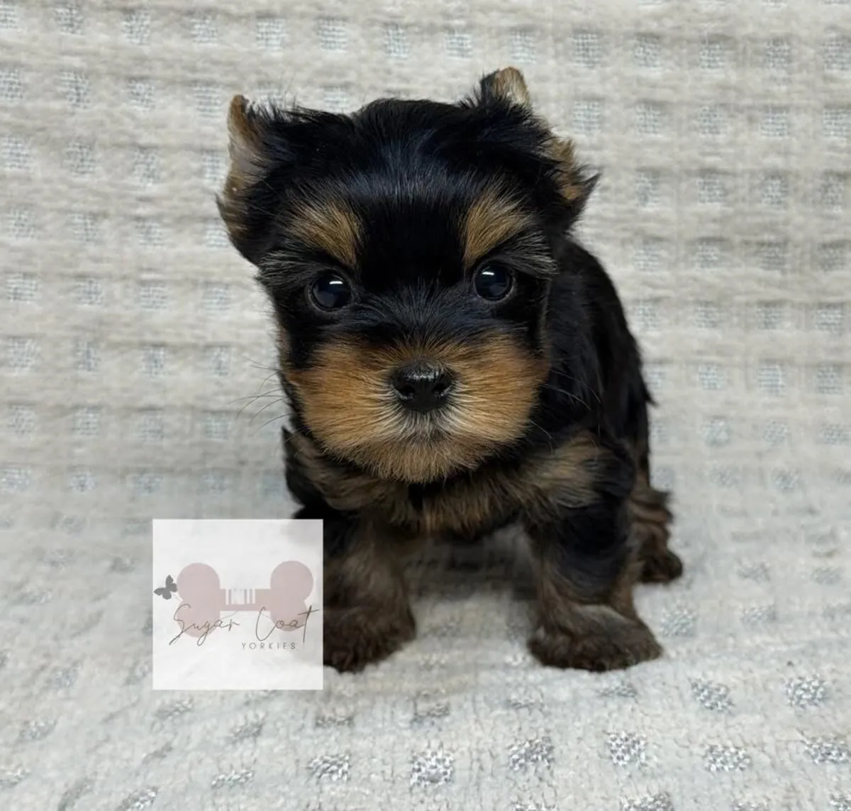 Cute Yorkshire puppies available 