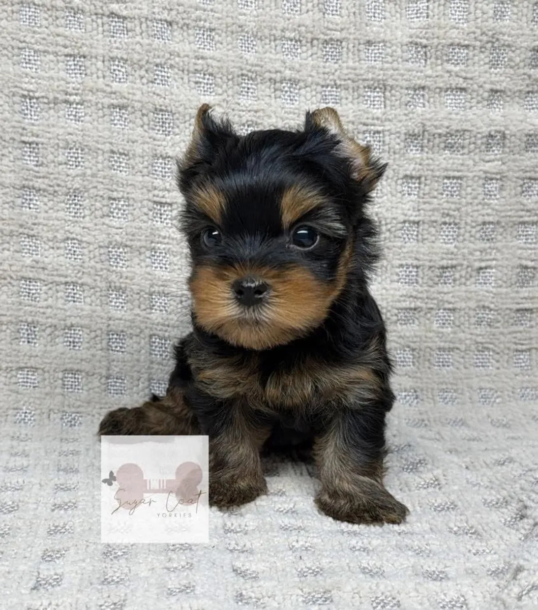 Cute Yorkshire puppies available 
