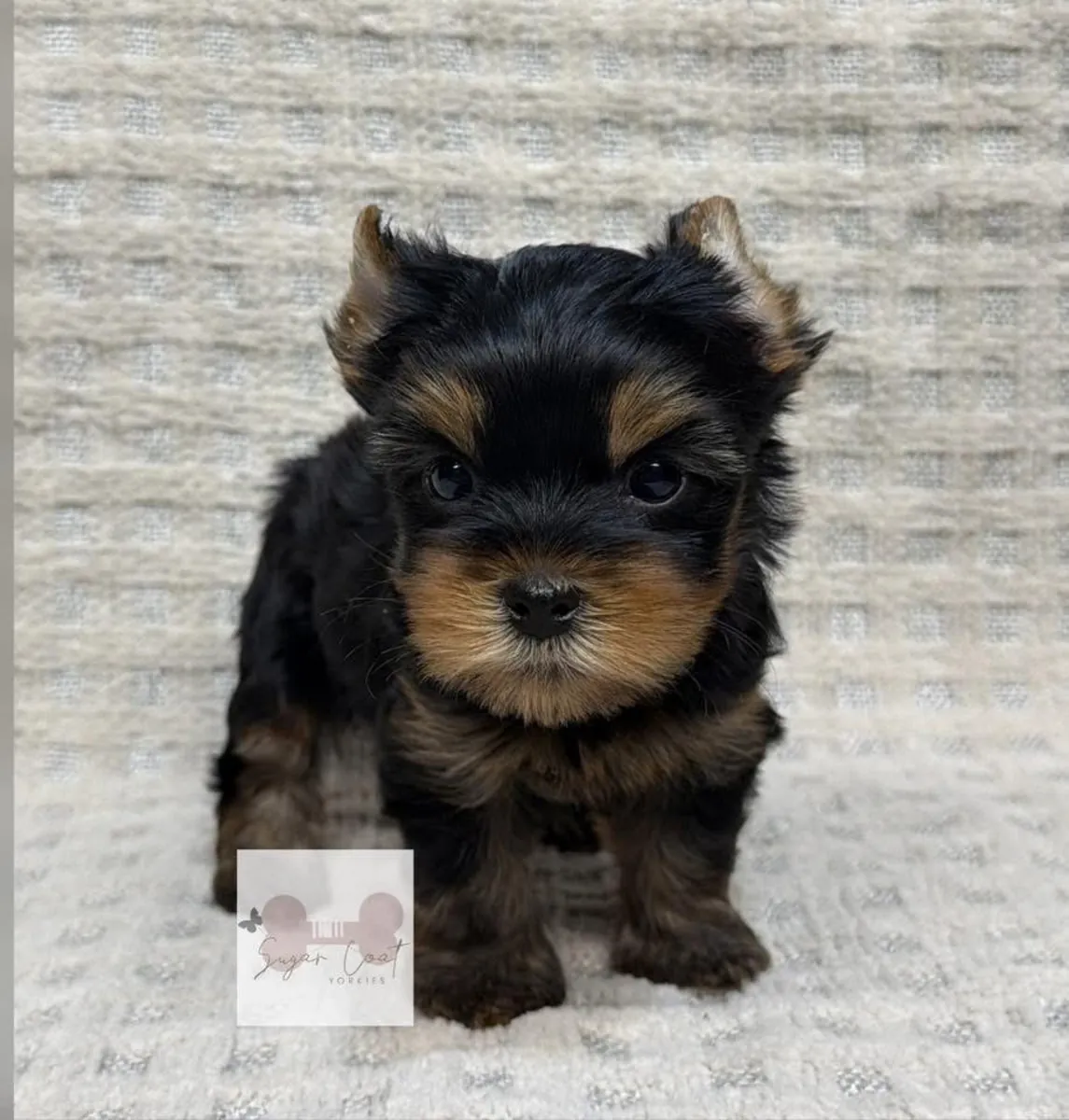 Cute Yorkshire puppies available 