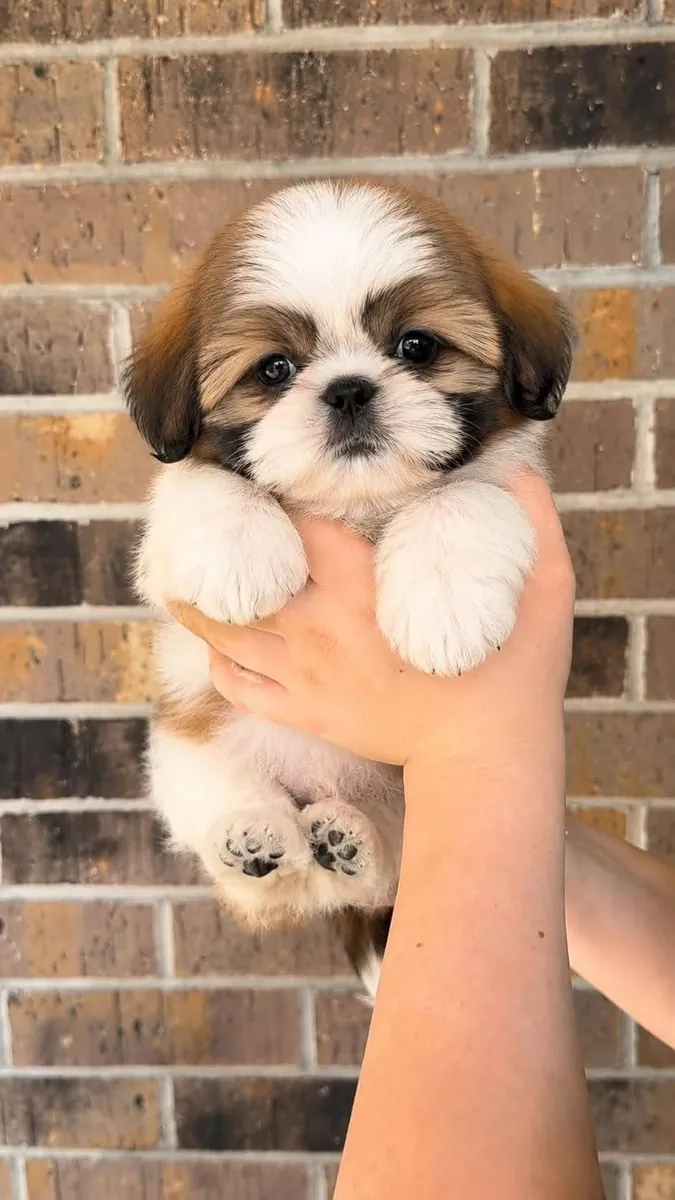 Cute Shitzu puppies available 
