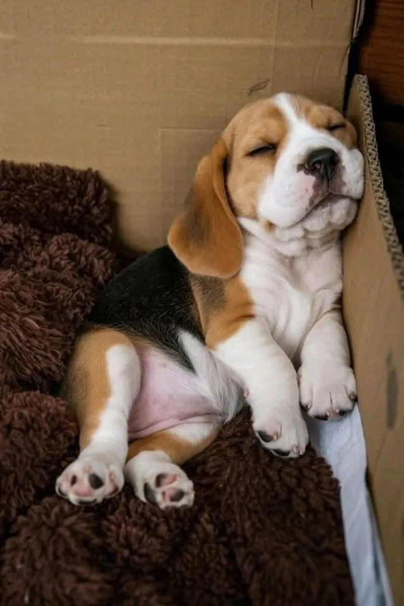 Cute beagle puppies available 