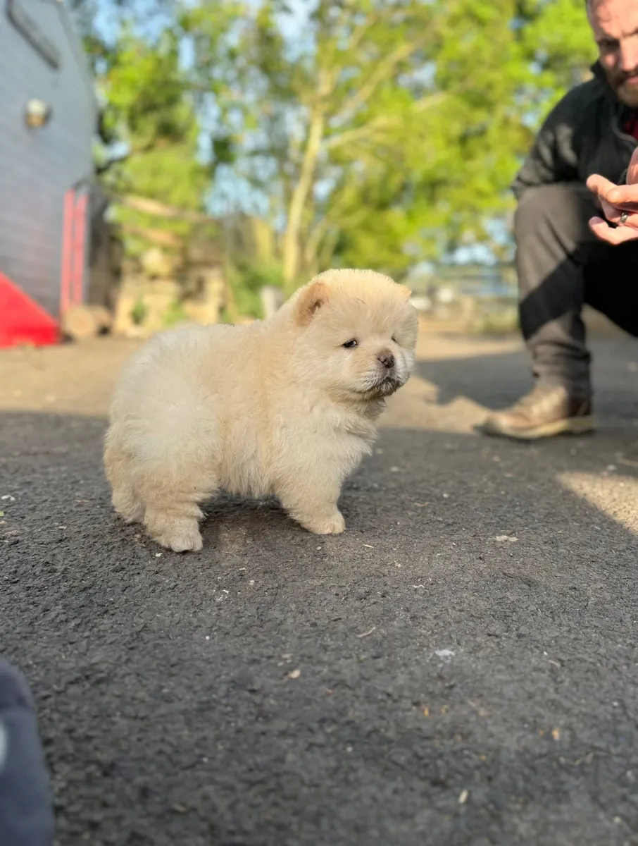 可爱的萨摩耶幼犬出售