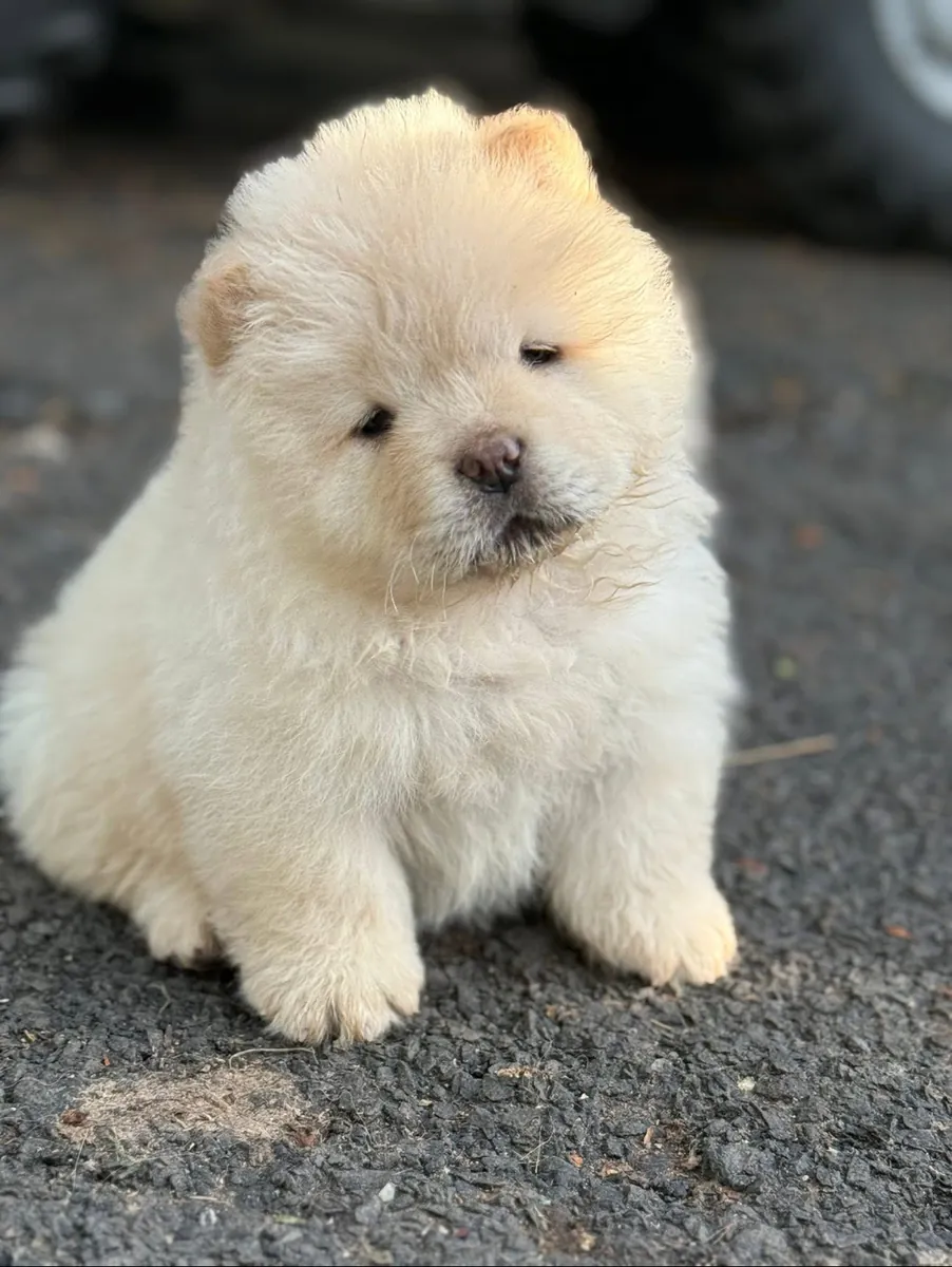 可爱的萨摩耶幼犬出售