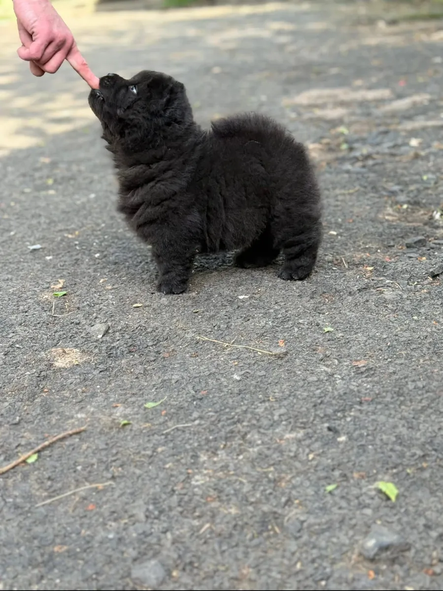 可爱的萨摩耶幼犬出售