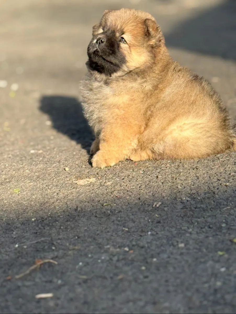 可爱的萨摩耶幼犬出售