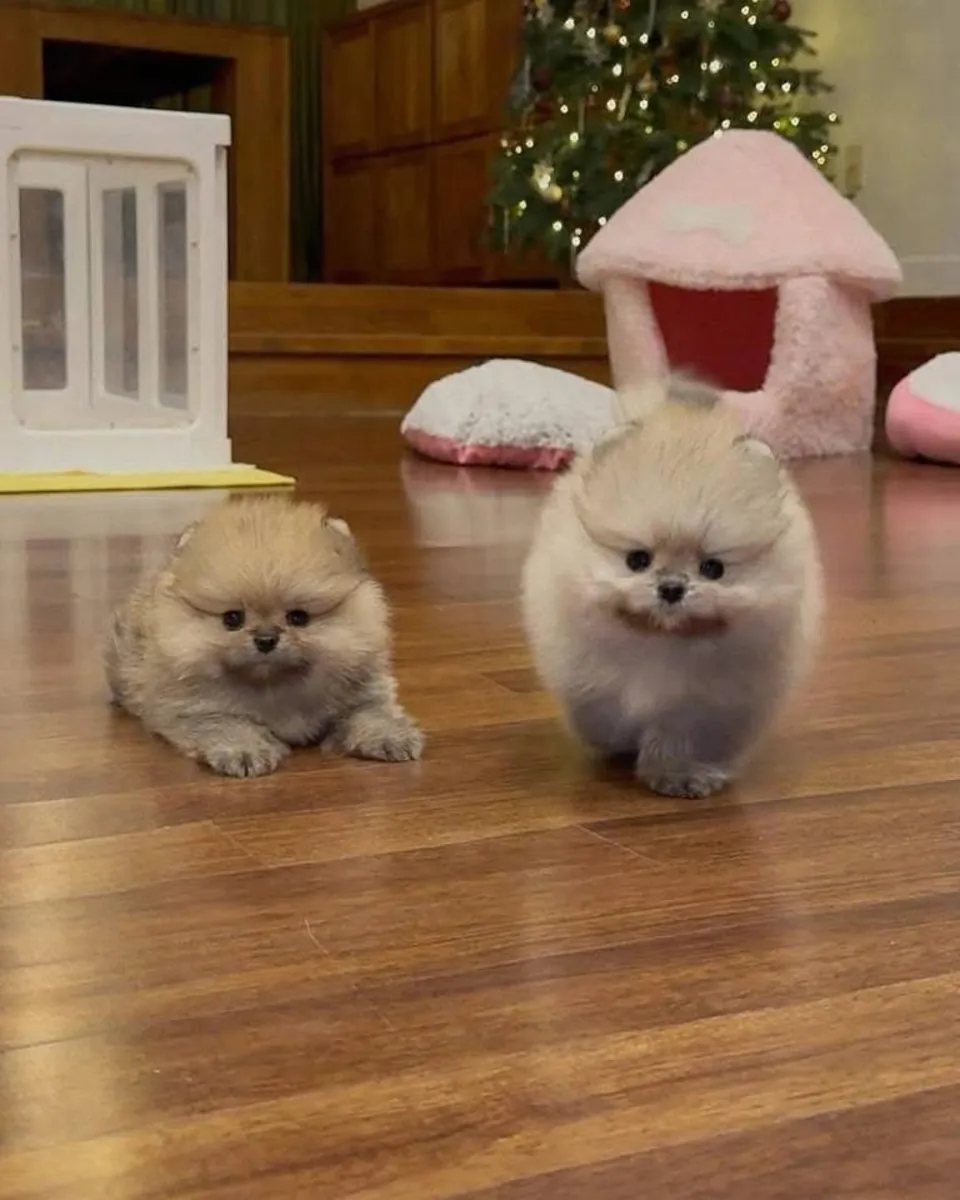 Cute Pomerania puppies available 