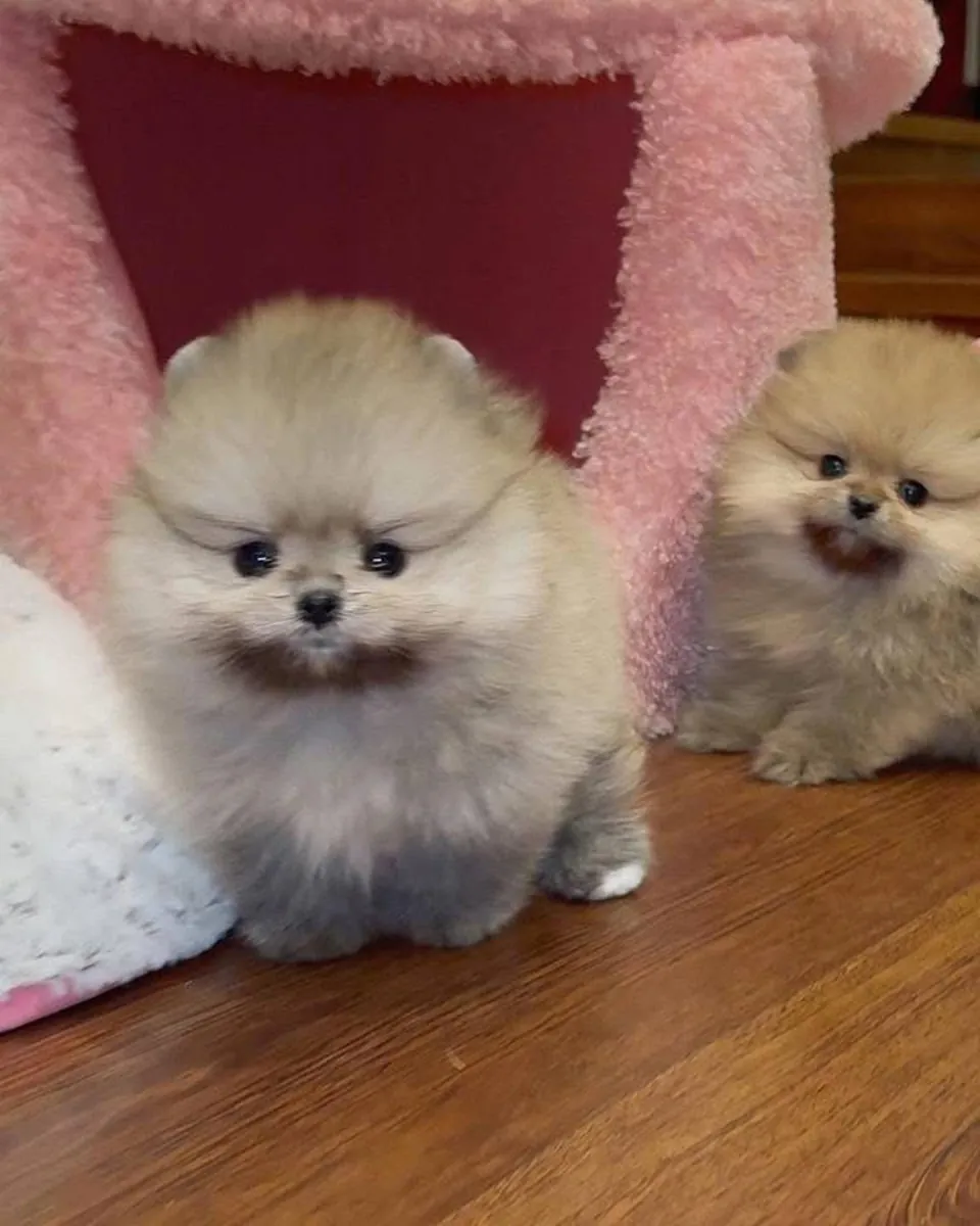 Cute Pomerania puppies available 