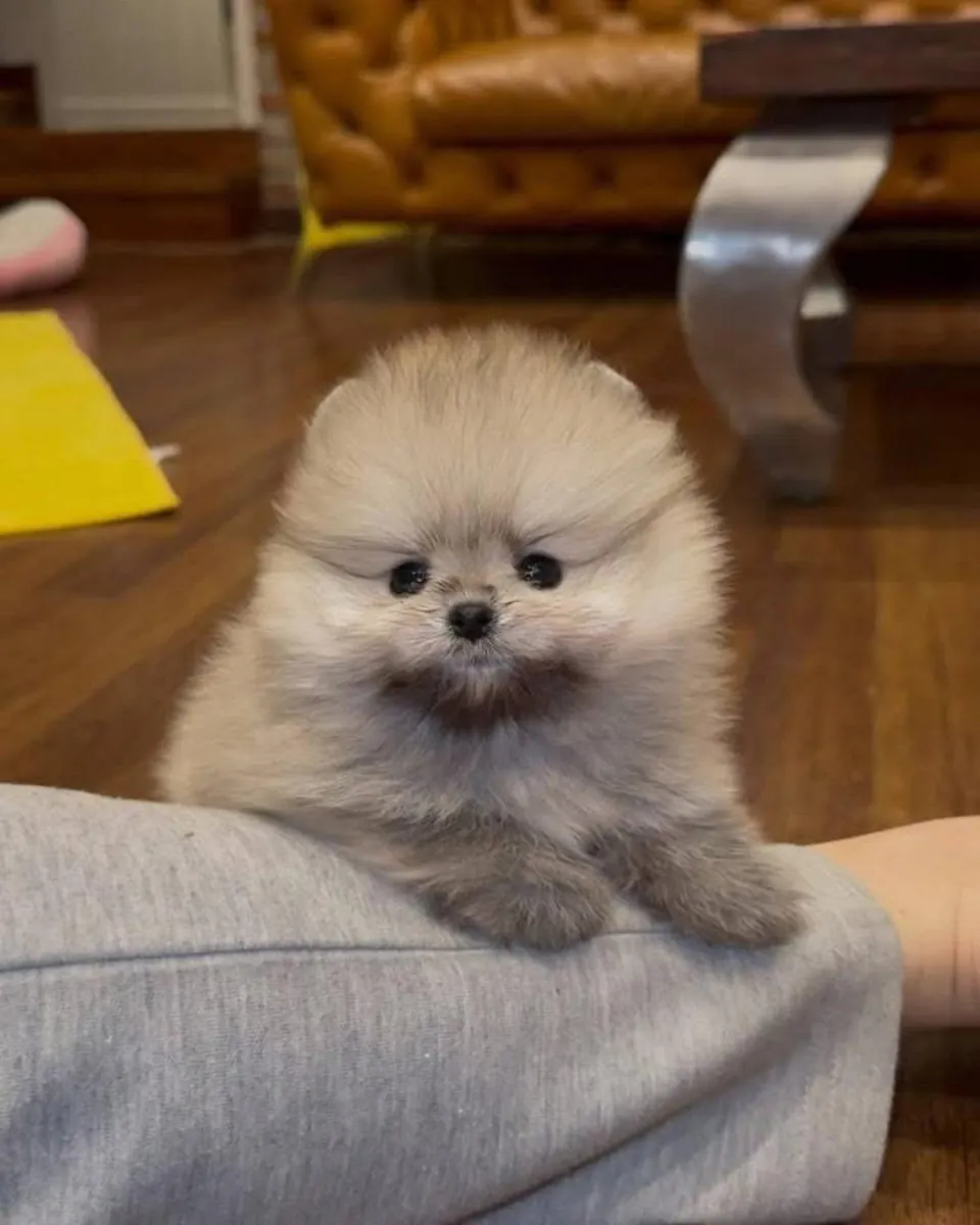 Cute Pomerania puppies available 