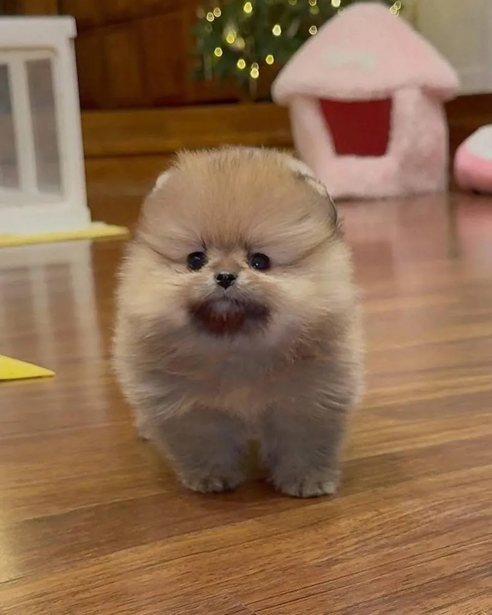 Cute Pomerania puppies available 