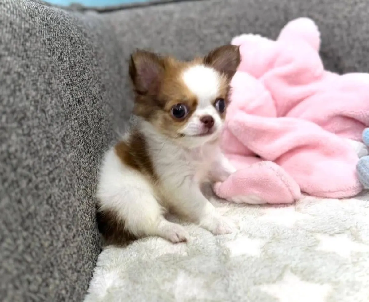 Adorables chiots Chihuahua disponibles