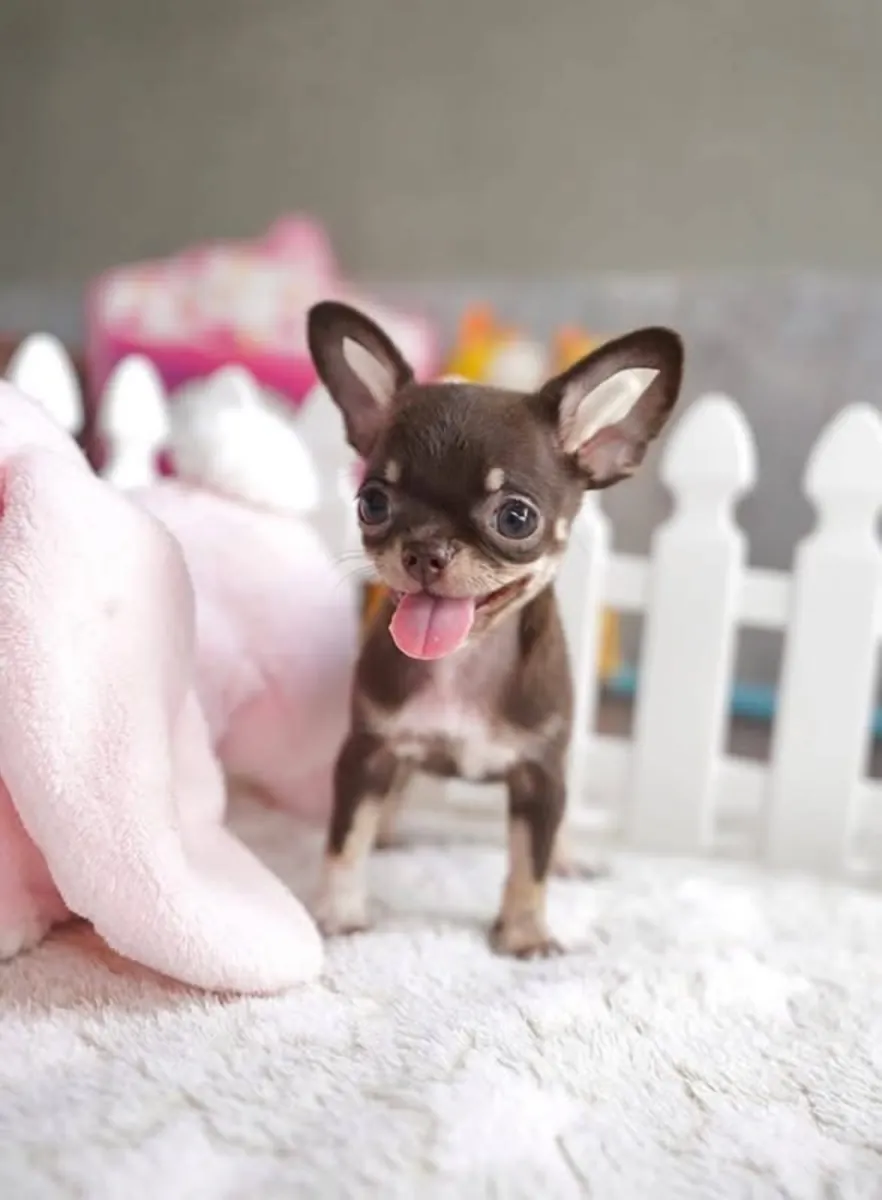 Adorables chiots Chihuahua disponibles