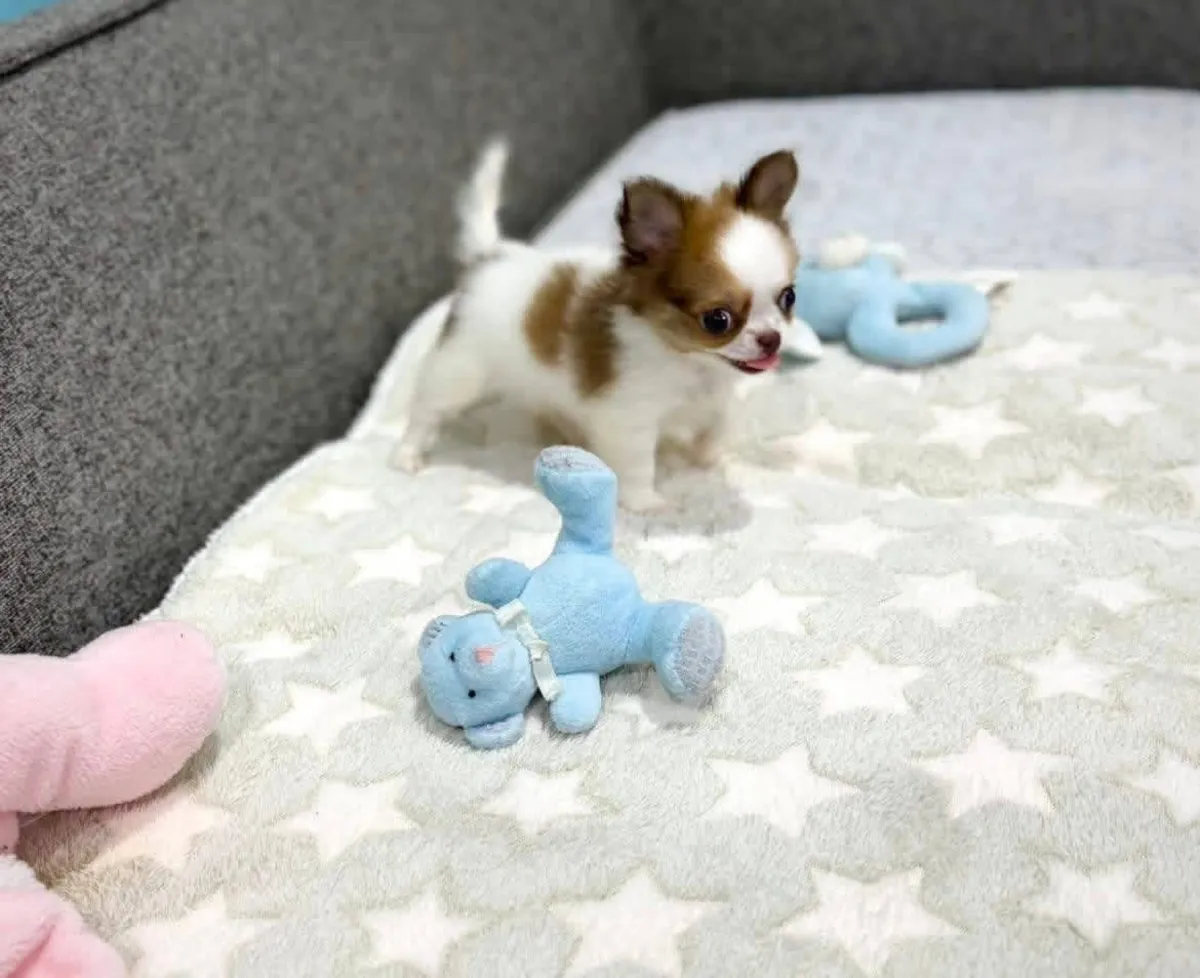 Adorables chiots Chihuahua disponibles