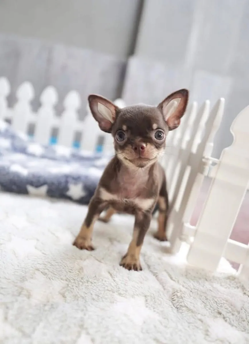 Adorables chiots Chihuahua disponibles