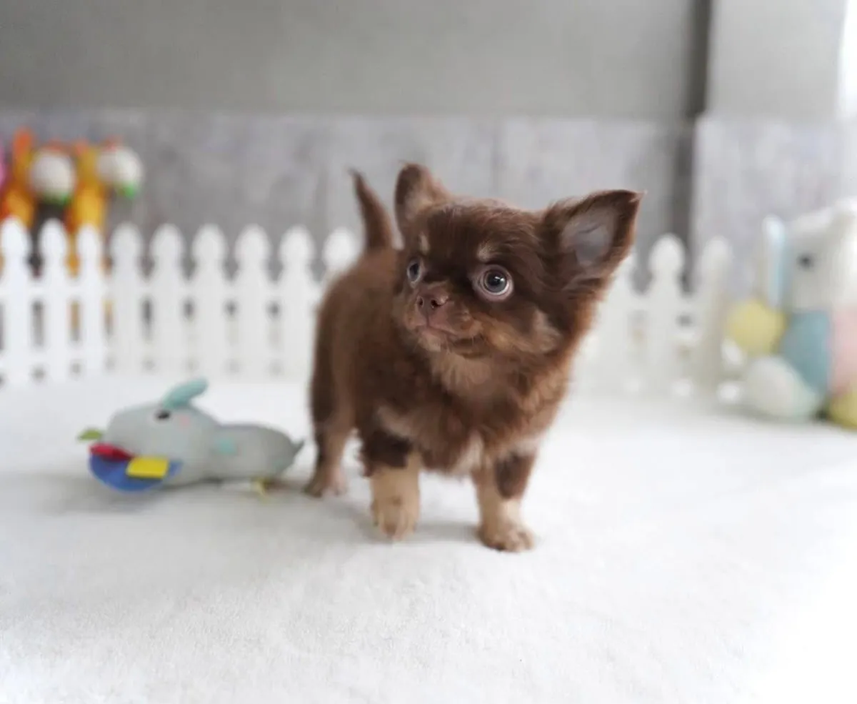 Adorables chiots Chihuahua disponibles