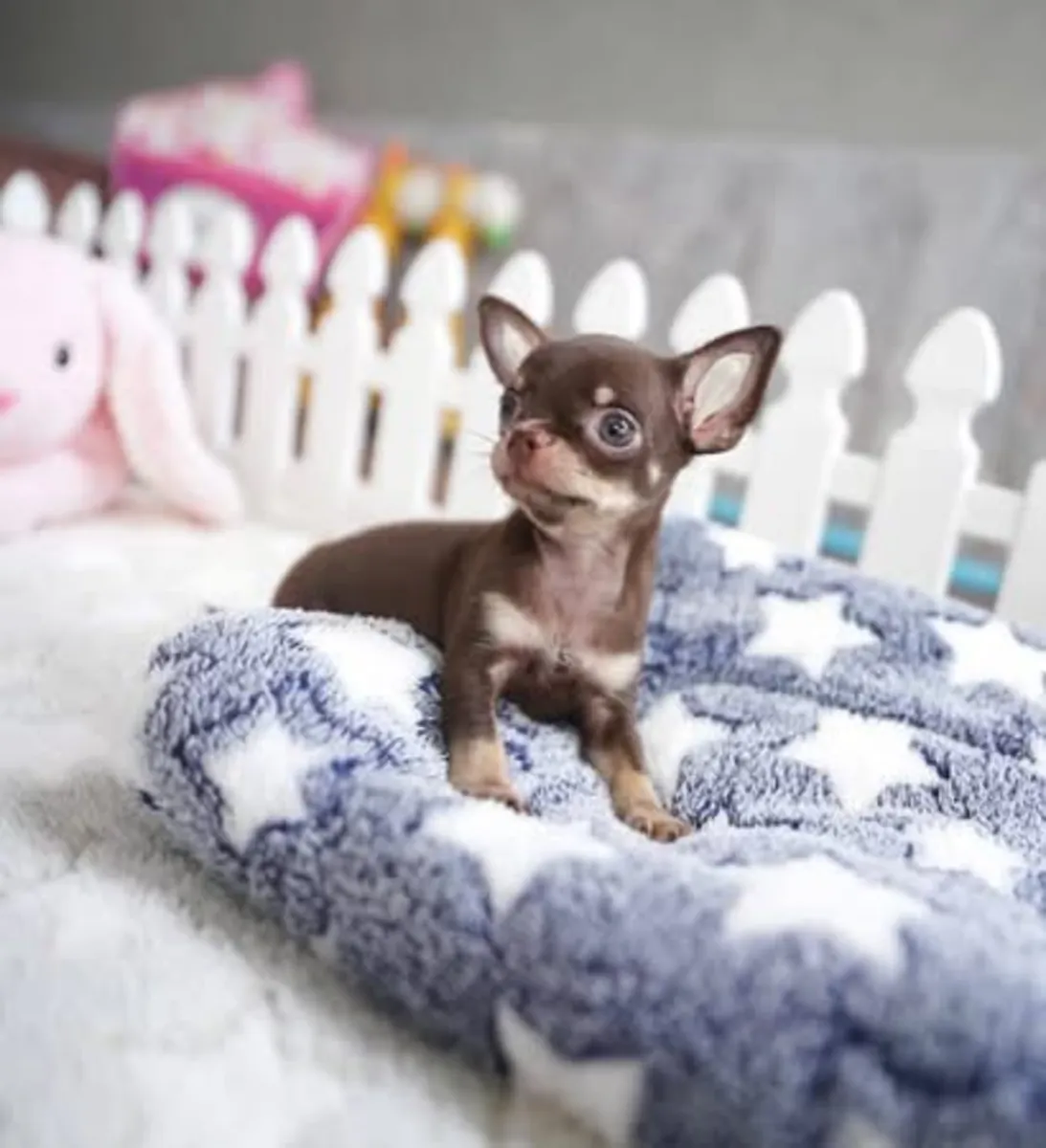 Adorables chiots Chihuahua disponibles