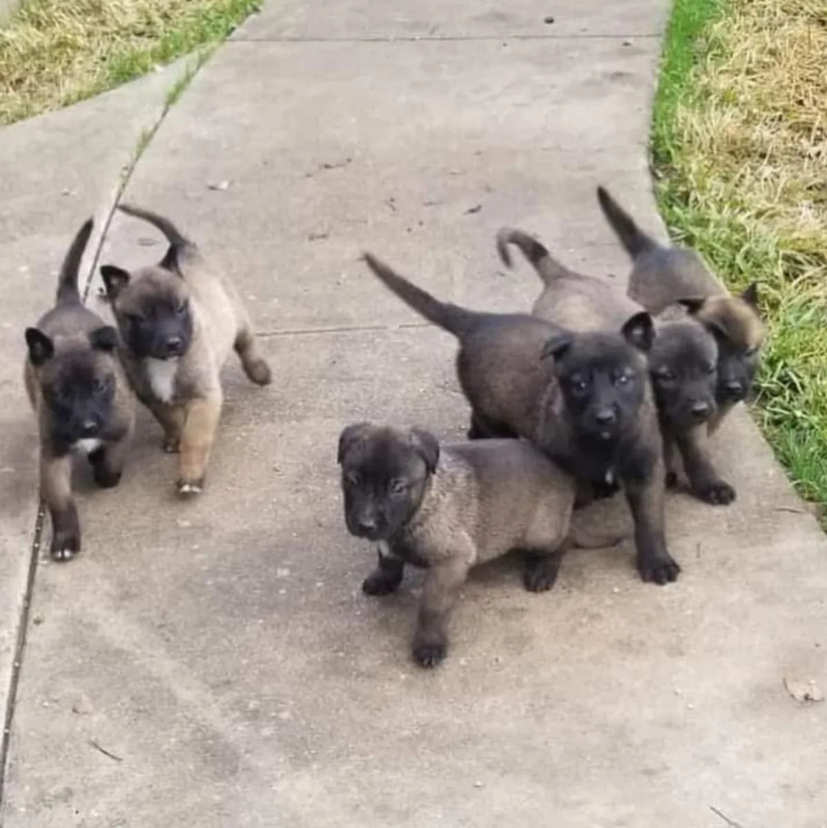 Anadolu çoban köpeği yavruları mevcuttur.