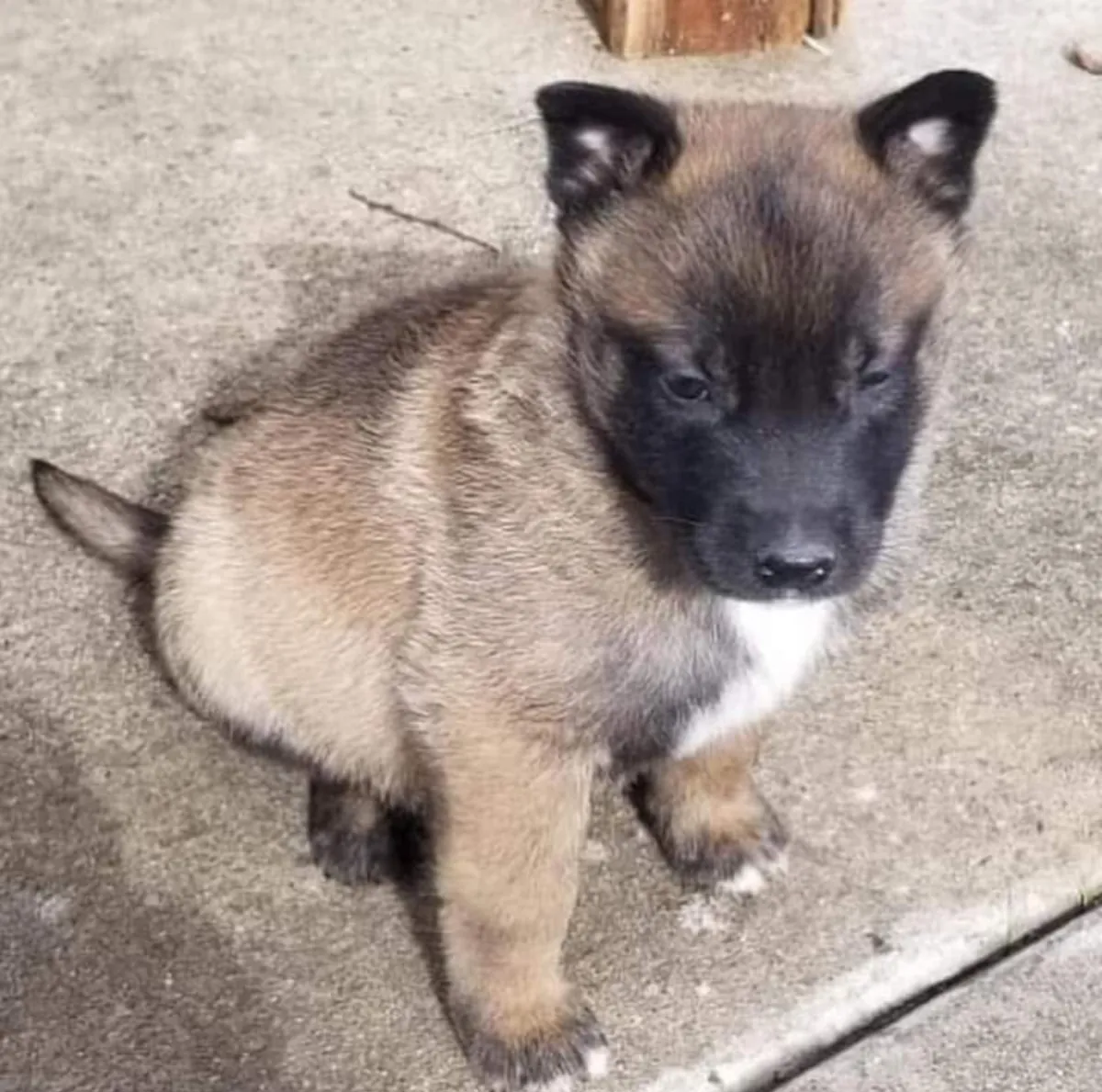 Anadolu çoban köpeği yavruları mevcuttur.