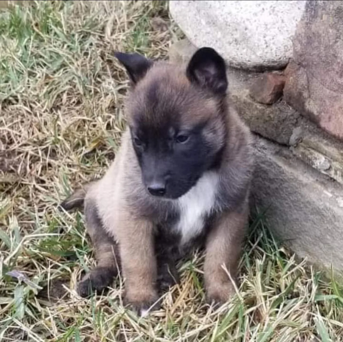Anadolu çoban köpeği yavruları mevcuttur.